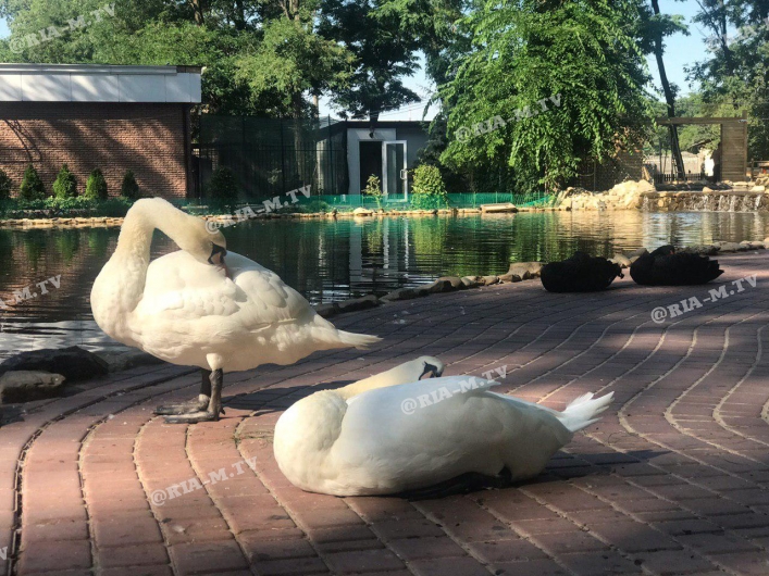 Лебеди в парке Горького