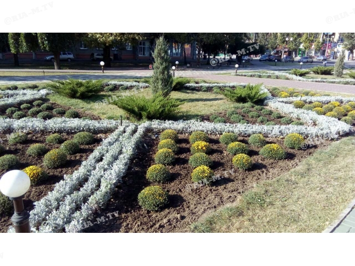 Хризантемы на площади