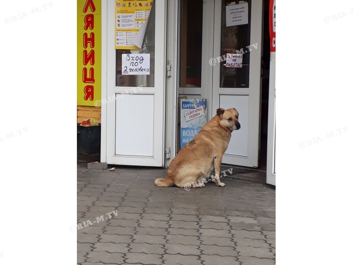 Собака ждет у входа