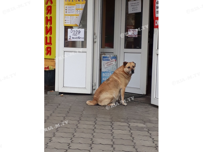 Собака ждет у входа