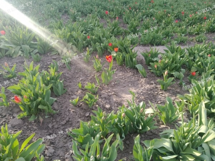 Тюльпаны расцвели возле ТГАТУ