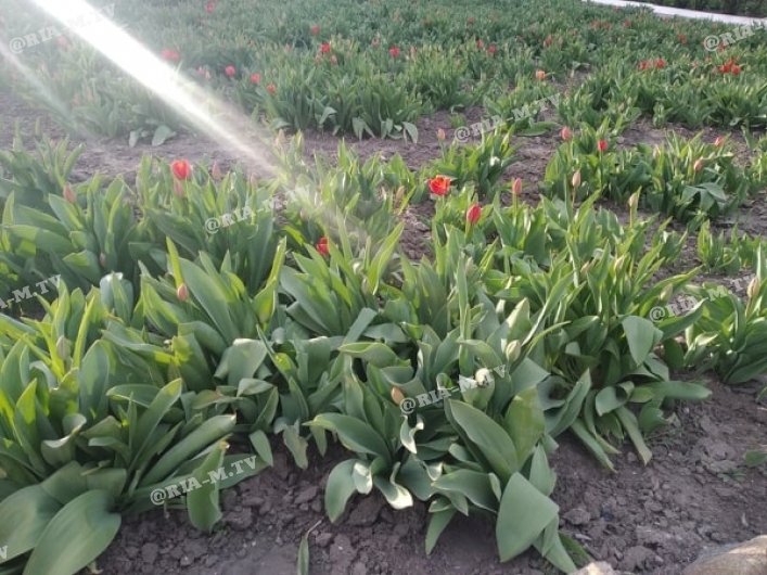 Тюльпаны расцвели возле ТГАТУ