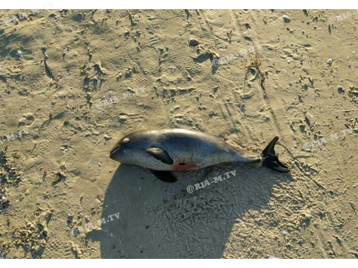 Дельфиненок выброшен на пляже