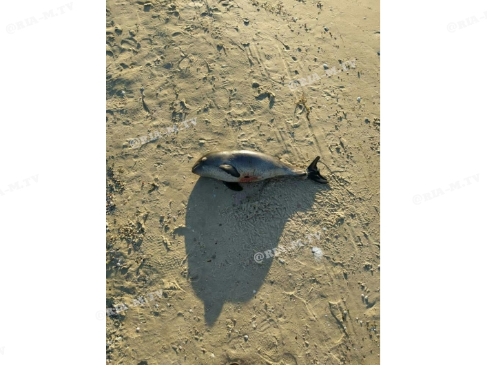 Дельфиненок выброшен на пляже