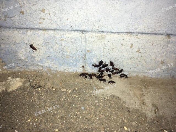 Тараканы в подьезде