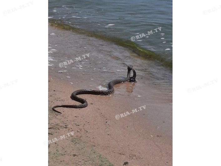 Змея длинная в море