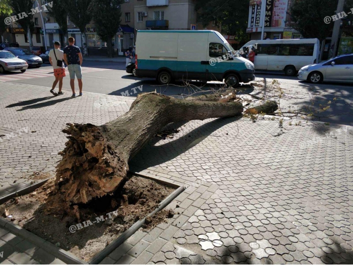 Дерево упало на дорогу