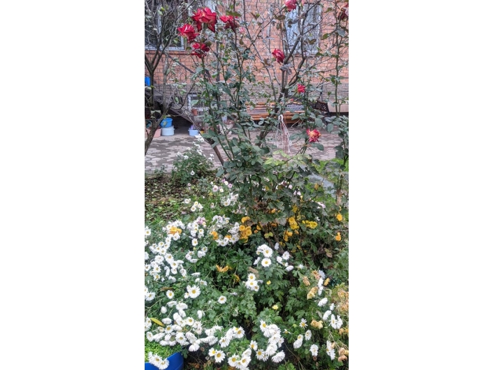 Цветы во дворе Мелитополь