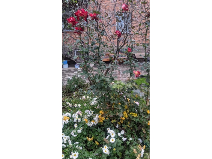 Цветы во дворе Мелитополь