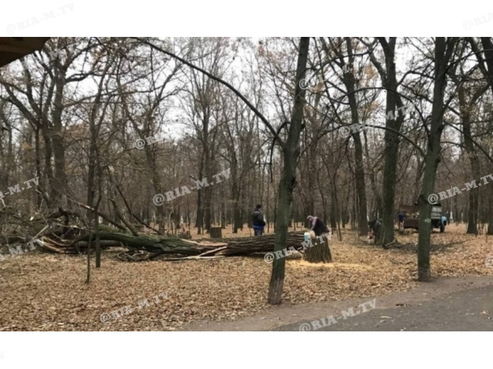 Парк Горького упало дерево