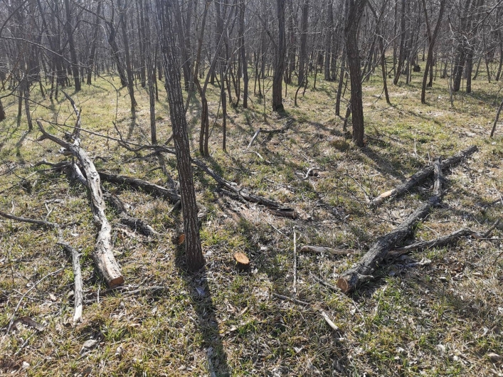 Лесники пилят деревья