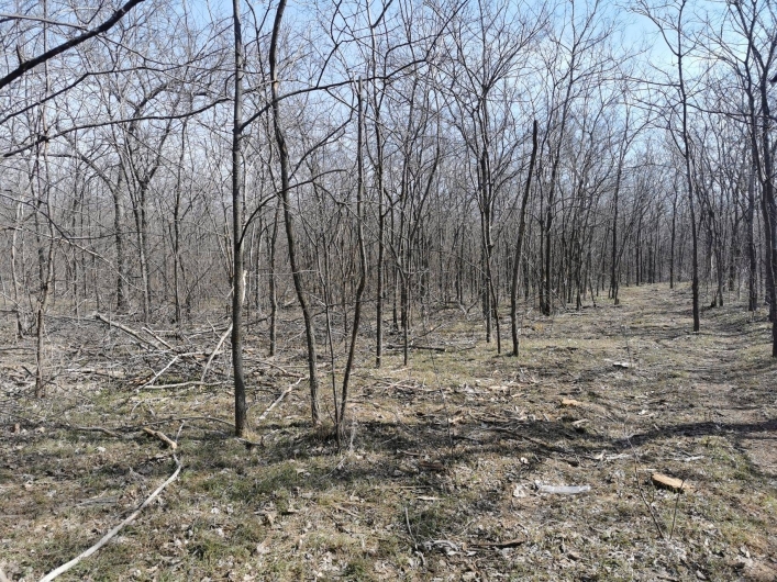 Лесники пилят деревья