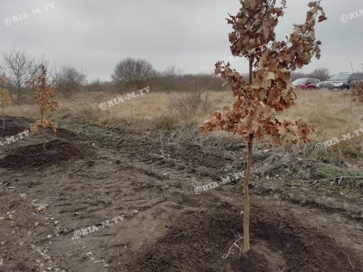 Нардеп Минько сажает деревья