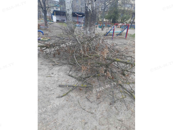 Рухнуло дерево в городе