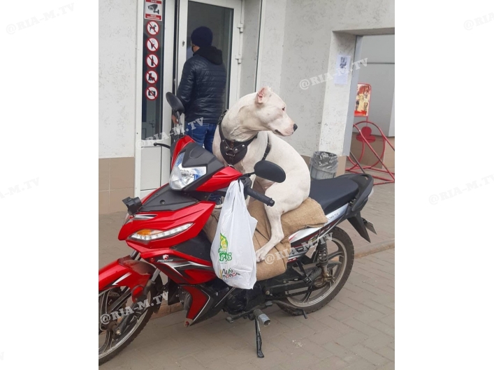 Мелитополь пес на скутере