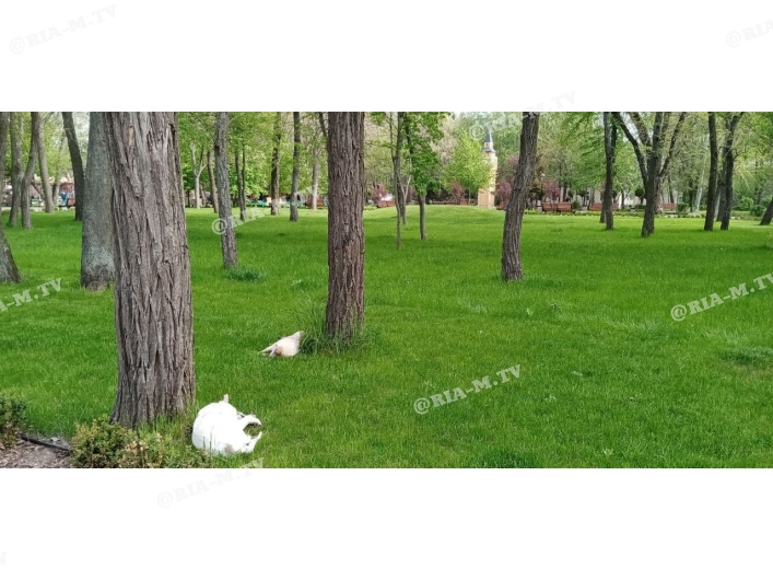 Спящие собаки в парке