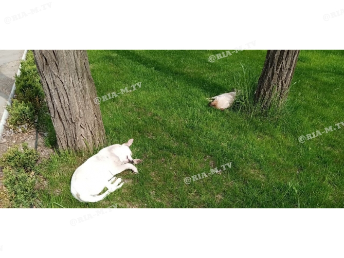 Спящие собаки в парке