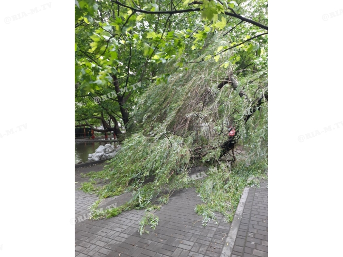 Мелитополь упало дерево