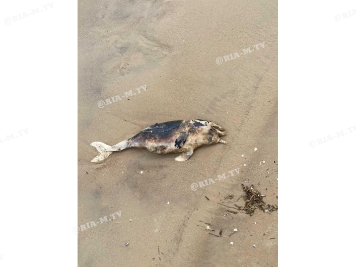 Мертвые дельфины на берегу