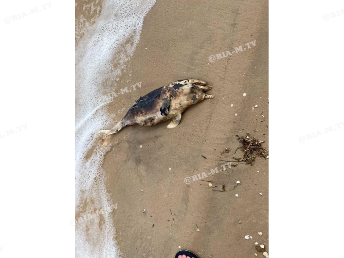 Мертвые дельфины на берегу