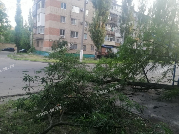 Упало дерево в парке
