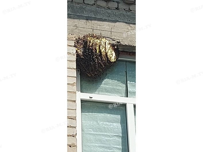 Пчелиный рой на здании