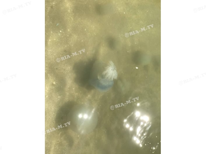 Кирилловка медузы на берегу