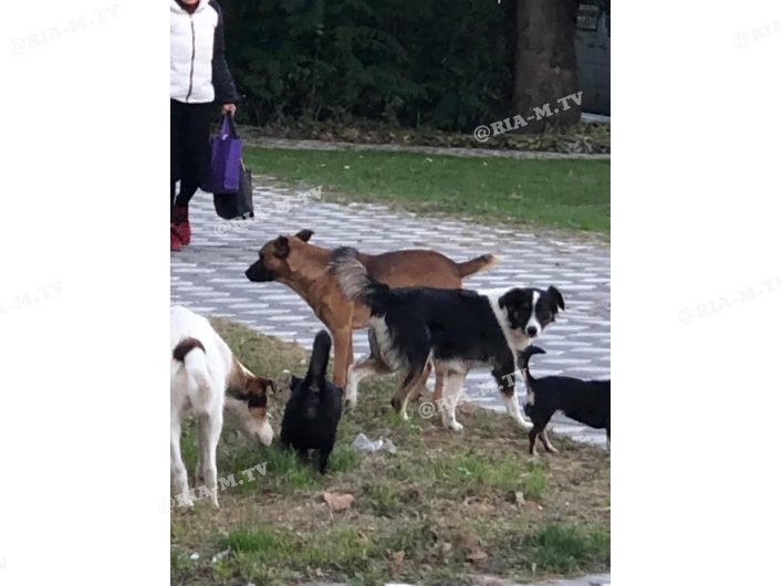 Бродячие собаки в Мелитополе