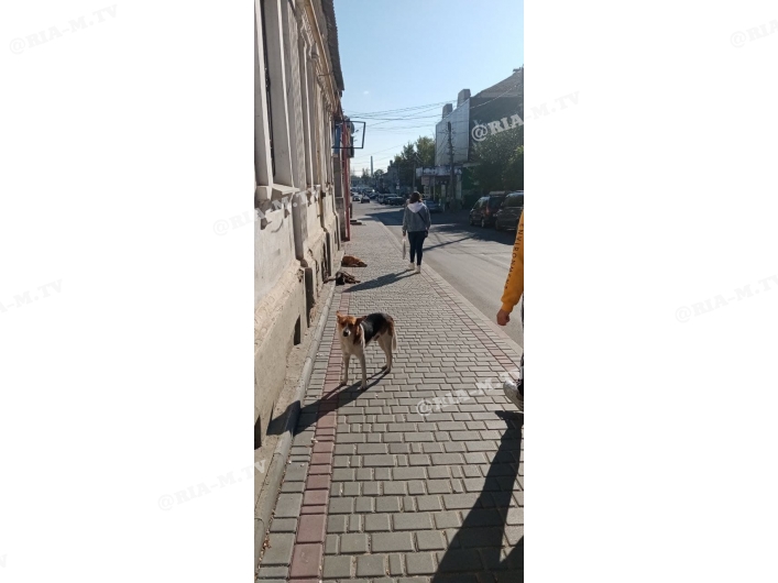 Бродячие собаки в Мелитополе