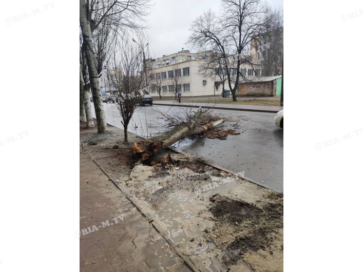 Упало дерево на дорогу
