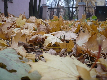 Листья с городских улиц таки начали вывозить