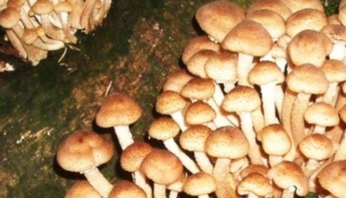 Медики удивлены - с начала года ни одного случая отравления грибами