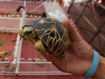 В аэропорту Бангкока нашли чемоданы с сотнями редких черепах