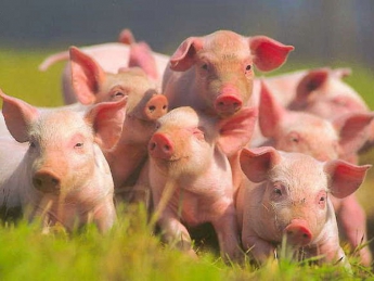 В Украине выявили африканскую чуму свиней