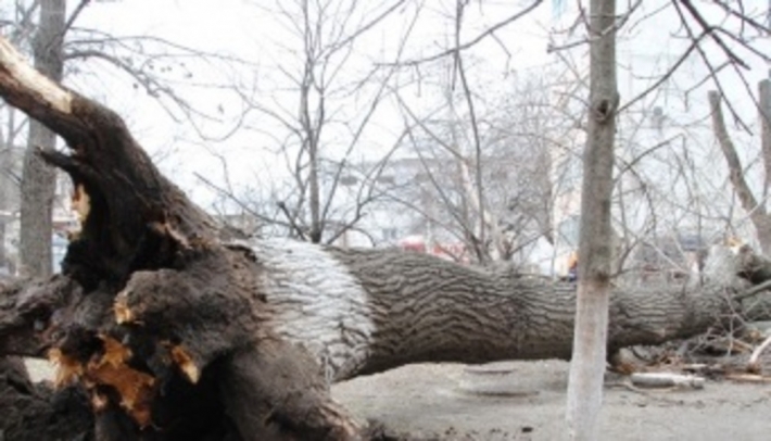 Возле школы на Н. Мелитополе упало дерево
