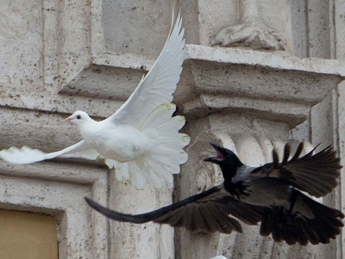 Голубей мира, выпущенных папой Римским после речи об Украине, атаковал черный ворон (видео)