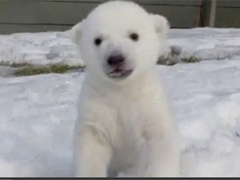 Трехмесячный белый медвежонок из зоопарка Торонто впервые увидел снег(видео)