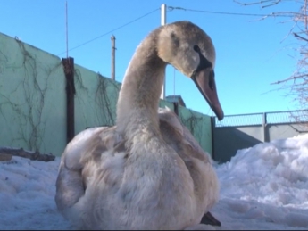 Люди спасли замерзающего в лимане лебедя (видео)