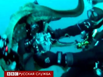Любопытный осьминог напал на оператора(видео)