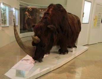 В нашем регионе жили не только мамонты, но и носороги - тайны музейных экспонатов