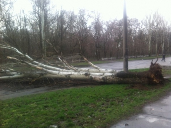Посреди проспекта Б. Хмельницкого лежит, поваленное ветром дерево (фото)