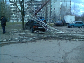 Упавшее дерево повредило машину (фото)