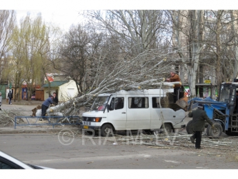 В Мелитополе дерево упало на маршрутку с пассажирами (фото)