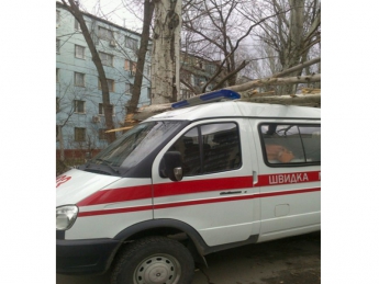 В Запорожье огромное дерево свалилось на карету "скорой помощи" с медиками (ФОТО)