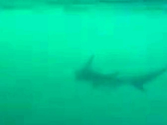 Американец два часа катался на акуле(видео)