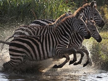 Ученые разгадали тайну черно-белого окраса зебры