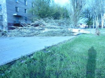 Штормовой ветер, о котором предупреждали спасатели, свалил дерево на проспекте (фото)