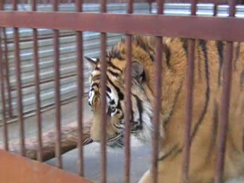 Экс министр передал в зоопарк тигров и медведей с приданным почти в 240 тыс. грн (видео)