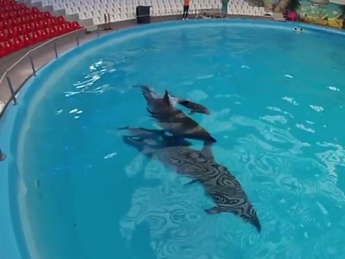 В Донецком дельфинарии родился дельфиненок Мир (видео)