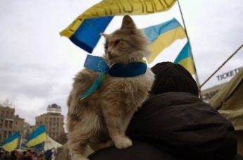 В Украине живет кот-патриот (видео)